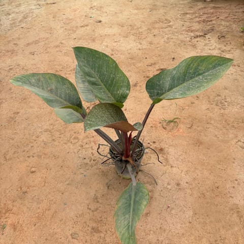 Philodendron Red in 6 Inch Nursery Pot