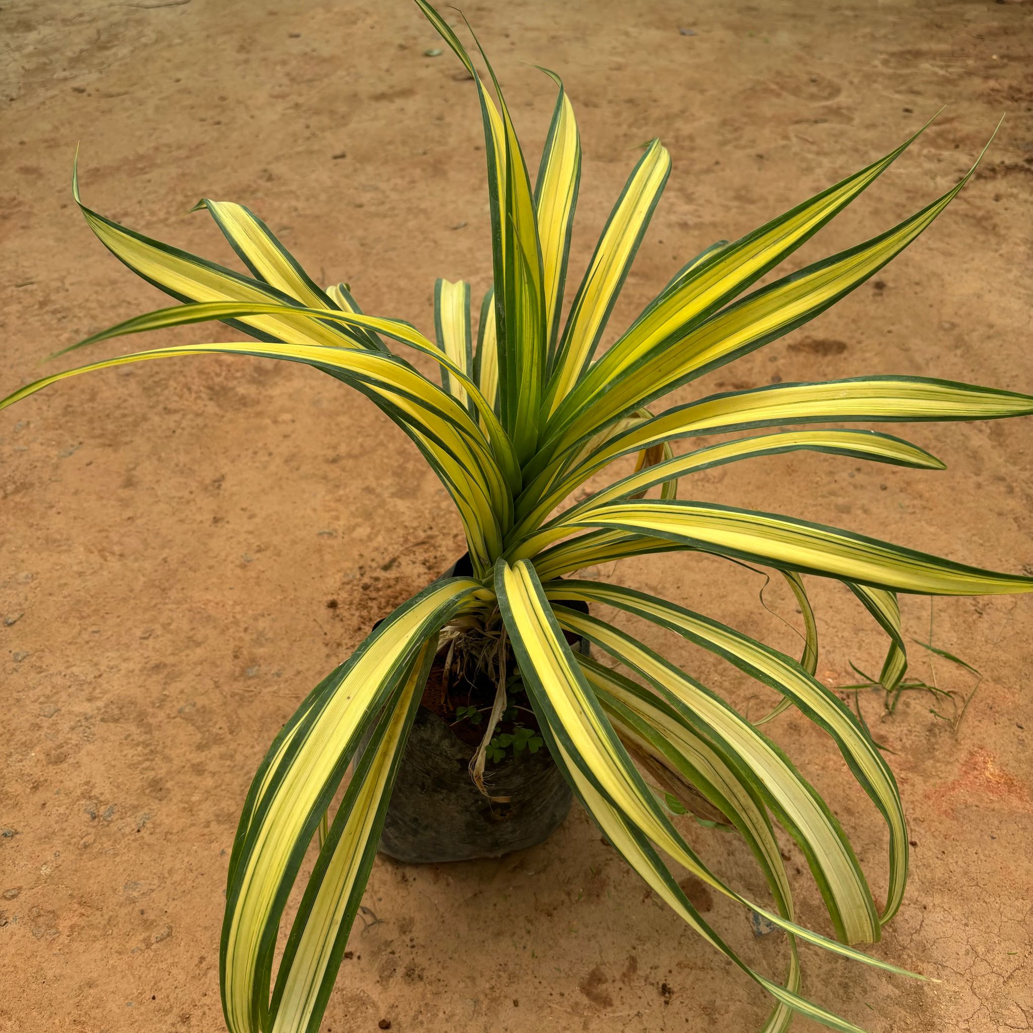 Pandanus / Screwpine in 8 Inch Nursery Bag
