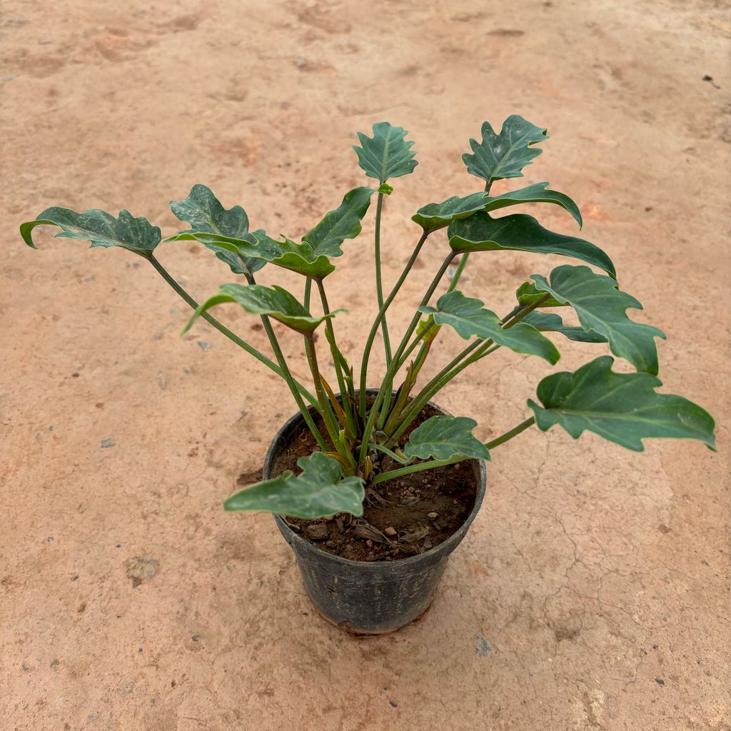 Buy Xanadu Green in 6 Inch Nursery Pot Online | Urvann.com Xanadu Green in 6 Inch Nursery Pot