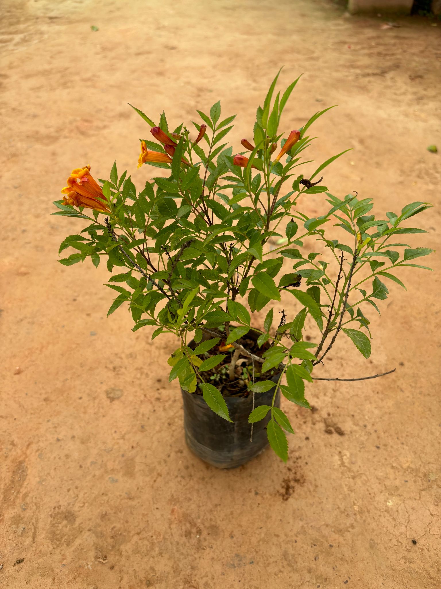 Tecoma Orange in 6 Inch Nursery Bag