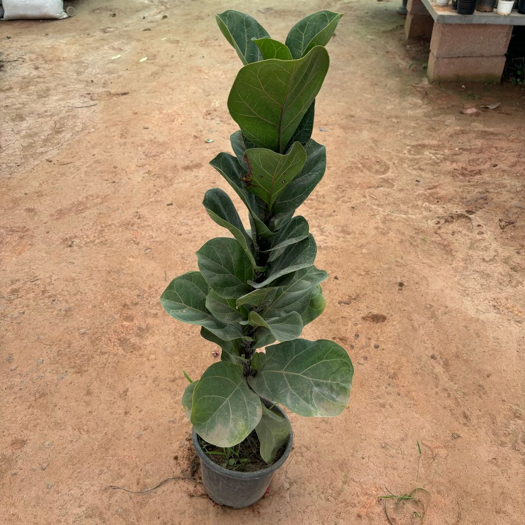 Buy Fiddle Leaf Fig / Ficus Lyrata in 6 Inch Nursery Pot Online | Urvann.com Fiddle Leaf Fig / Ficus Lyrata in 6 Inch Nursery Pot