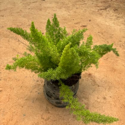 Buy Asparagus Mayuri in 6Inch Nursery Bag Online | Urvann.com