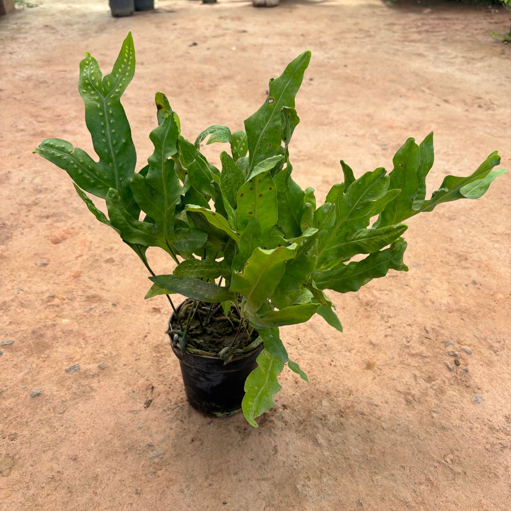 Buy Monarch Fern in 6 Inch Nursery Pot Online | Urvann.com Monarch Fern in 6 Inch Nursery Pot