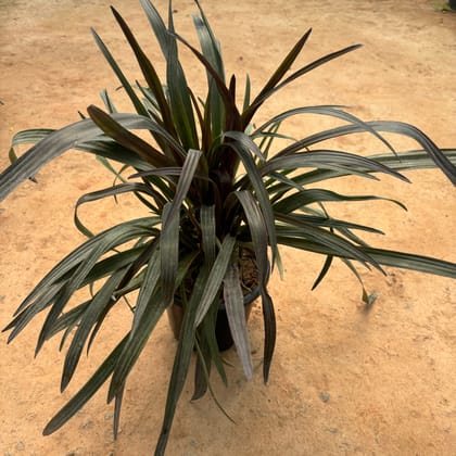 Buy Spider Black in 10 Inch Nursery Pot Online | Urvann.com