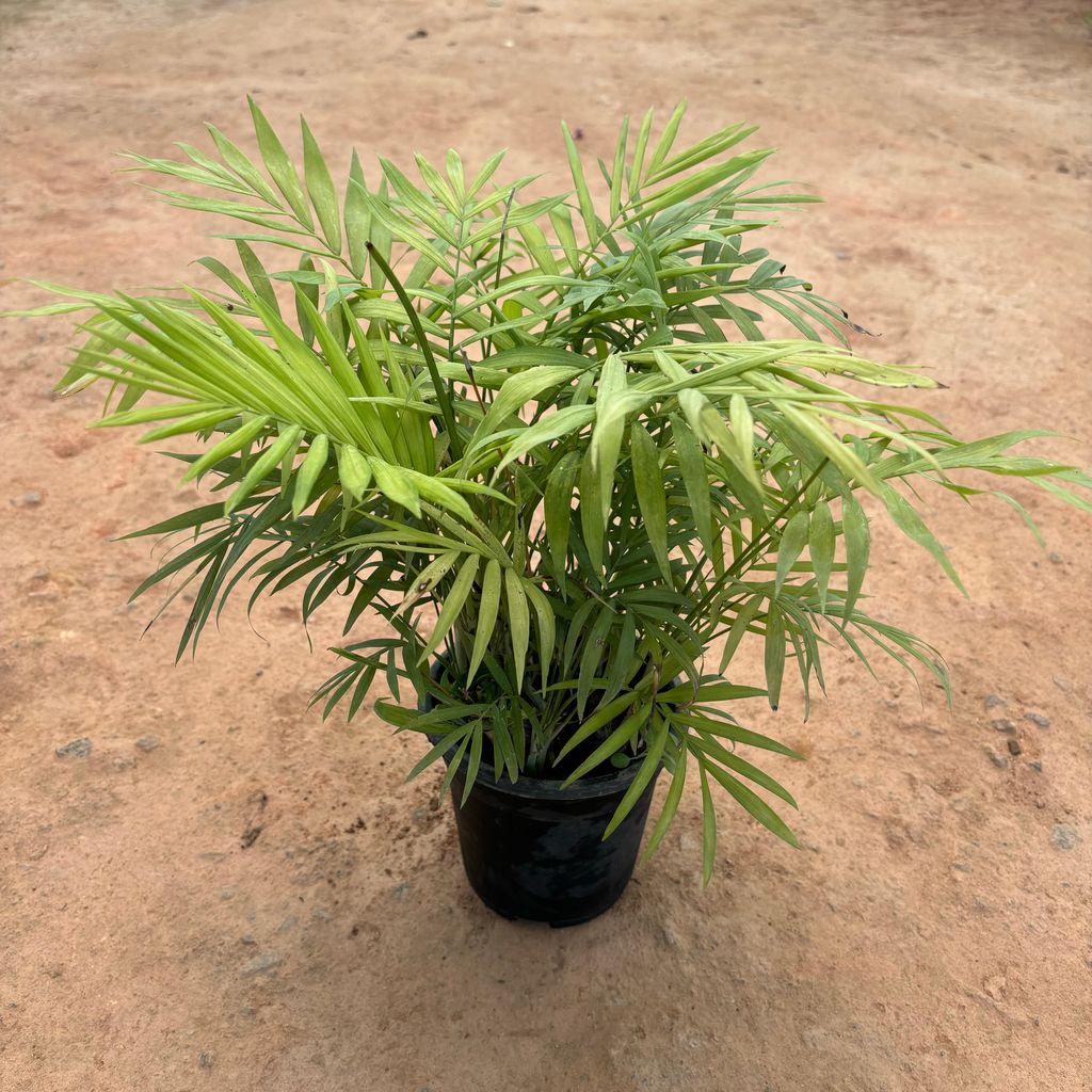 Buy Chameadorea Palm in 5 Inch Nursery Pot Online | Urvann.com Chameadorea Palm in 5 Inch Nursery Pot