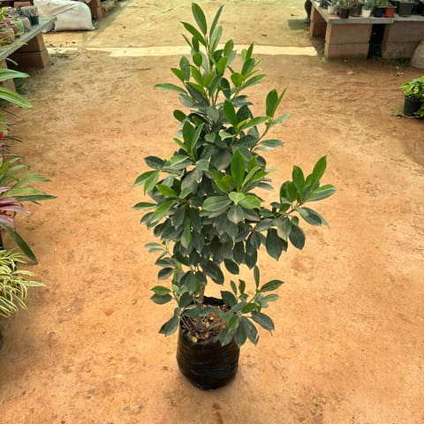 Lemon Ficus in 10 Inch Nursery Bag