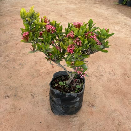 Buy Ixora Pink in 10 Inch Nursery Bag Online | Urvann.com