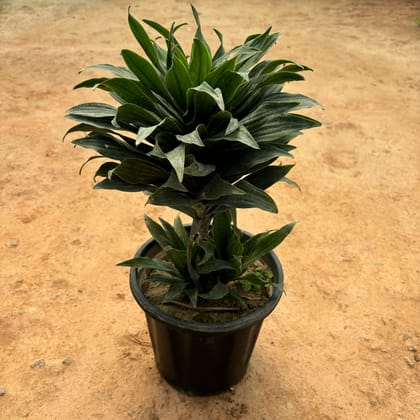 Buy Dracaena Fragrans in 10 Inch Nursery Pot Online | Urvann.com