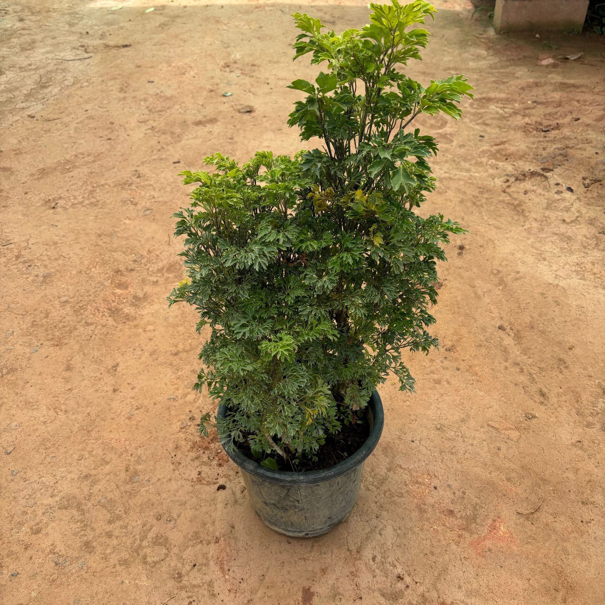 Aralia Green in 10 Inch Nursery Pot
