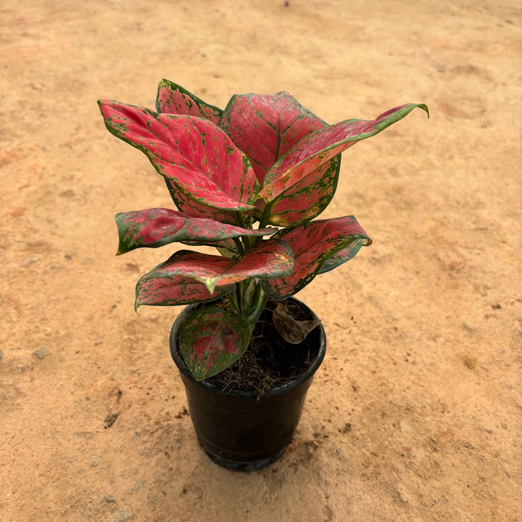 Buy Aglaonema Pink Variegated in 5 Inch Nursery Pot Online | Urvann.com Aglaonema Pink Variegated in 5 Inch Nursery Pot