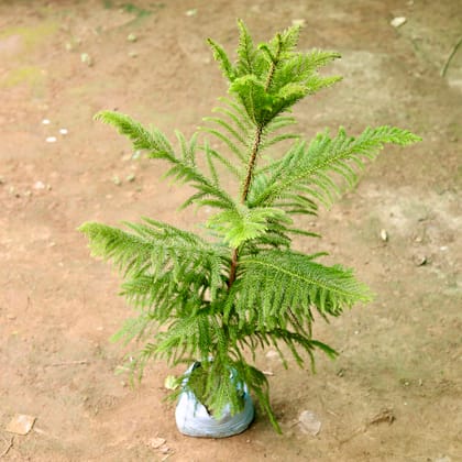 Buy Araucaria / Christmas Tree  in 7 Inch Nursery Bag Online | Urvann.com