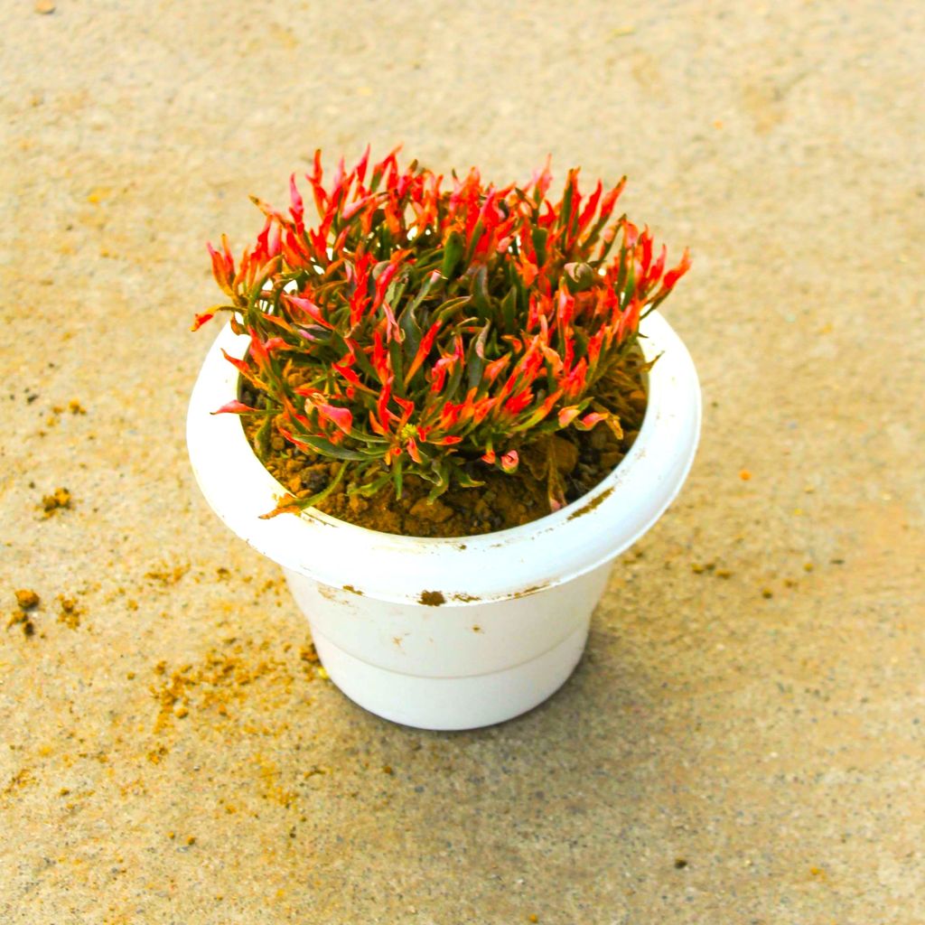 Alternanthera Red in 6 Inch Classy White Plastic Pot Alternanthera Red in 6 Inch Classy White Plastic Pot