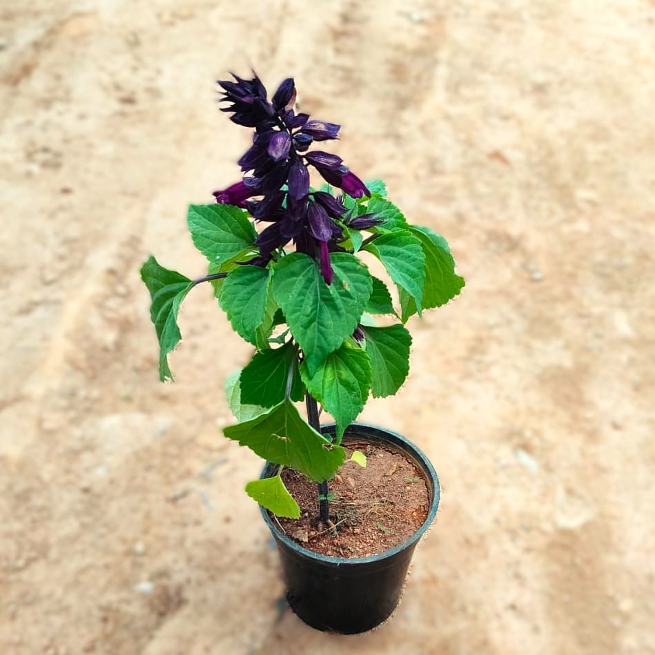 Celosia / Cockscomb Purple in 4 Inch Nursery Pot Celosia / Cockscomb Purple in 4 Inch Nursery Pot