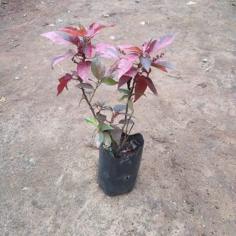 Acalypha Red in 4 Inch Nursery Bag