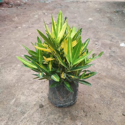 Buy Banana Croton in 6 Inch  Nursery Bag Online | Urvann.com