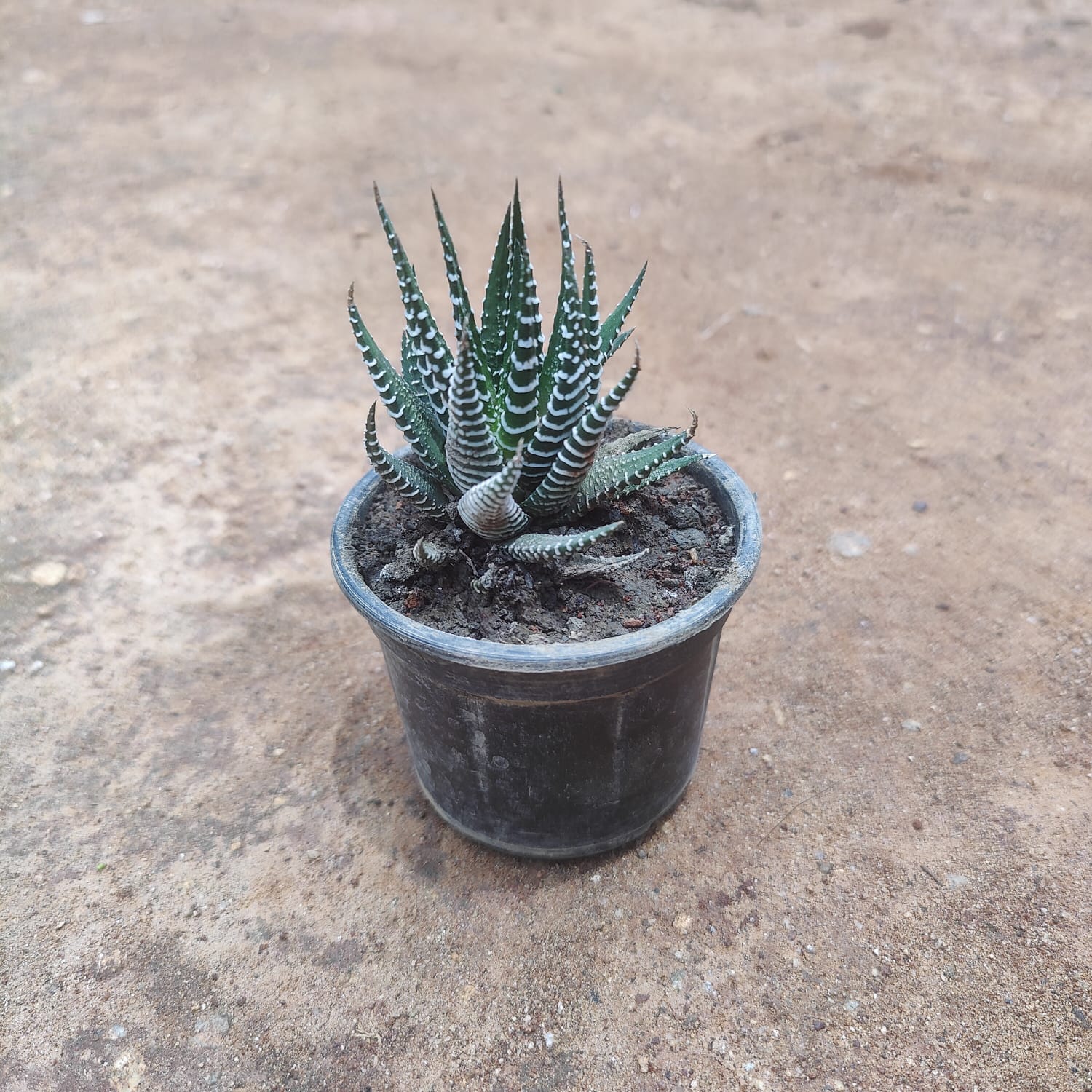 Haworthia Zebrina in 3 Inch Nursery Pot