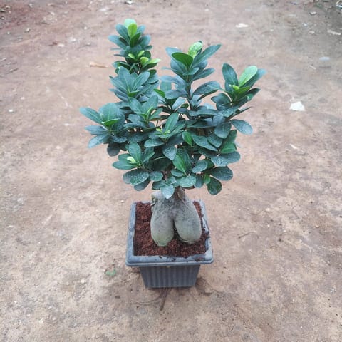 Ficus Bonsai in 5 Inch Live Plant Square Nursery Pot