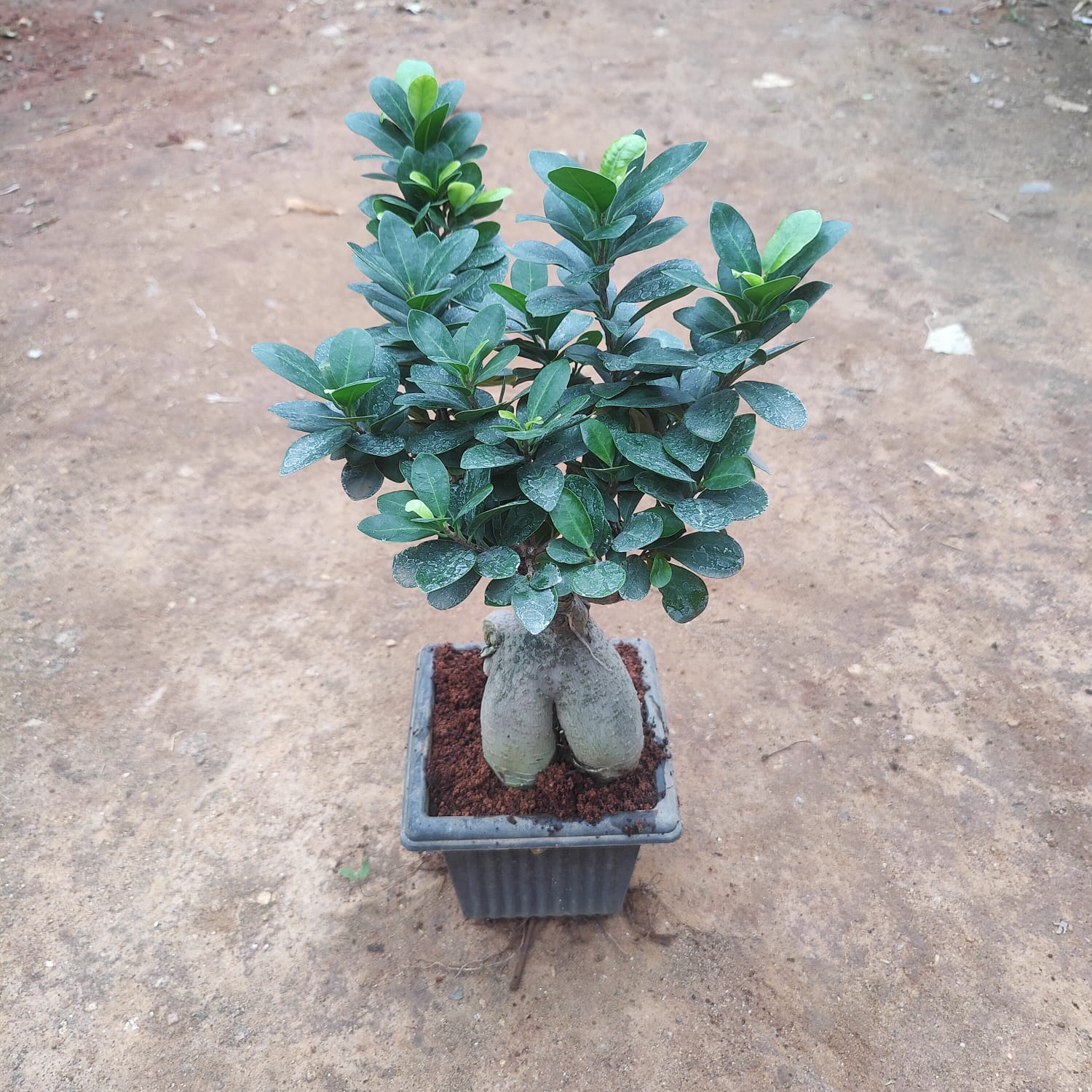 Ficus Bonsai in 5 Inch Square Nursery Pot