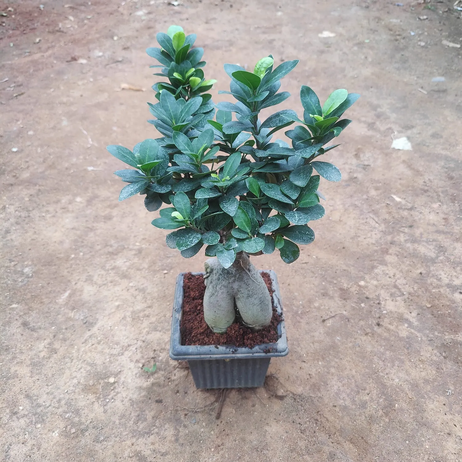 Ficus Bonsai in 5 Inch Square Nursery Pot