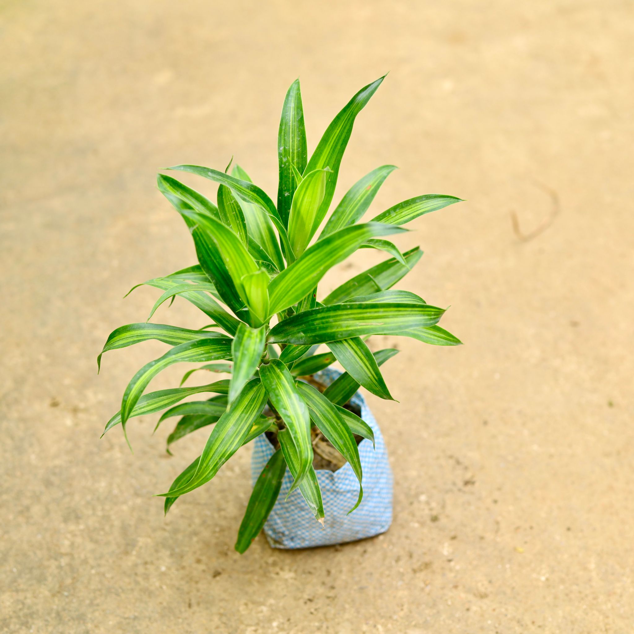 Dracaena Messenger in 4 Inch Nursery Bag