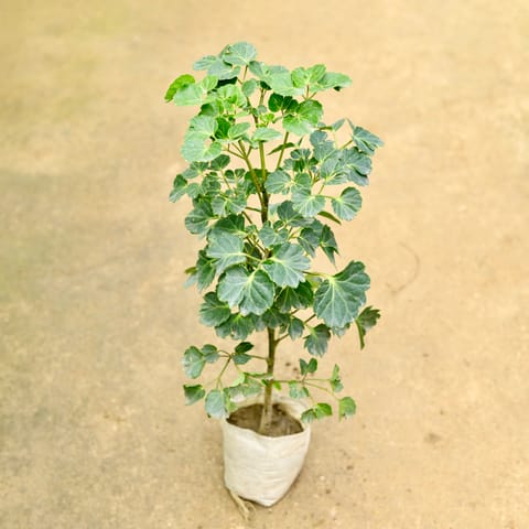 Aralia Apple Leaf in 4 Inch Nursery Bag