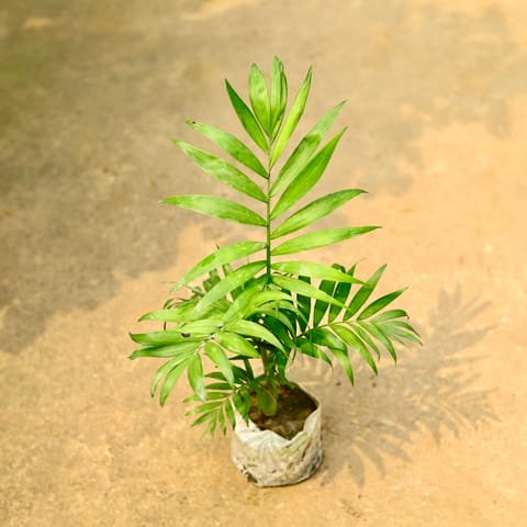 Chamaedorea Palm in 4 Inch Nursery Bag
