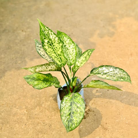 Aglaonema Snow White in 4 Inch Nursery Bag