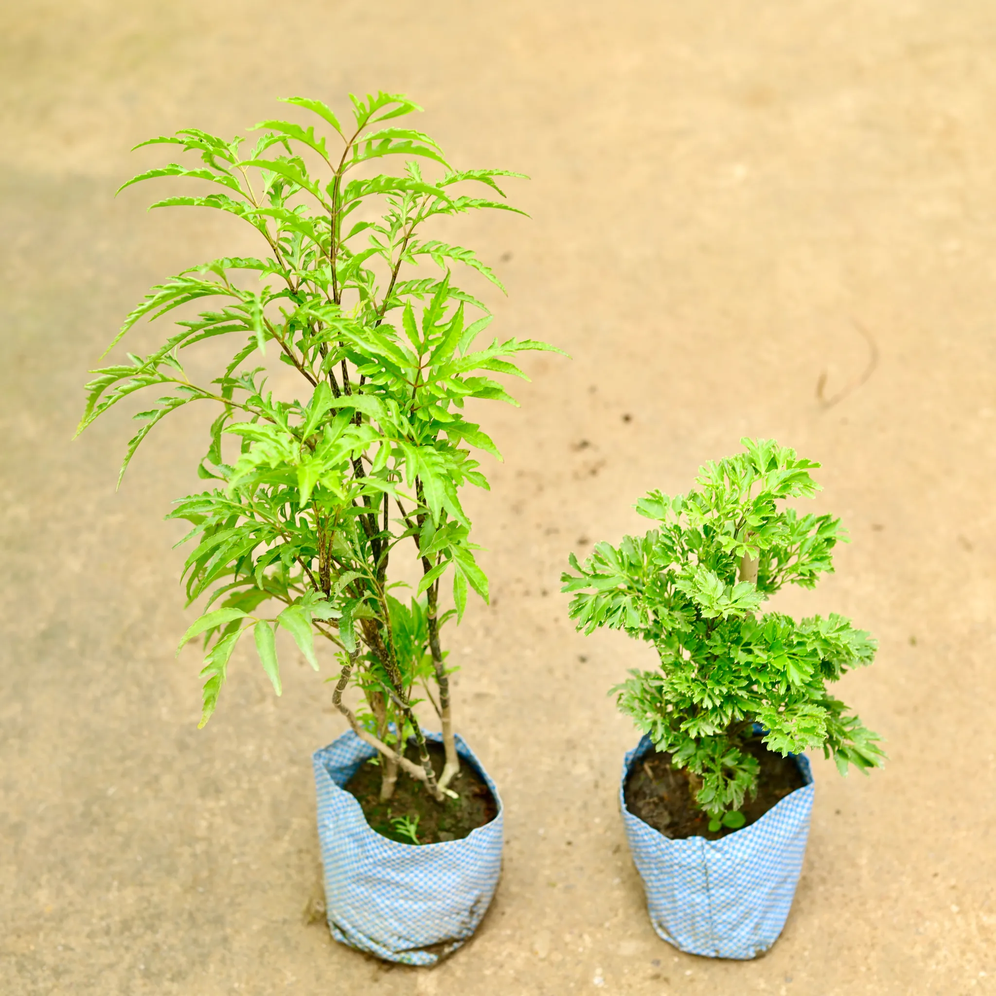 Set of 2 - Aralia (Neem & Bush) in 4 Inch Nursery Bag