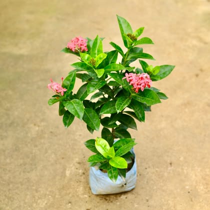 Buy Ixora Pink in 7 Inch Nursery Bag Online | Urvann.com