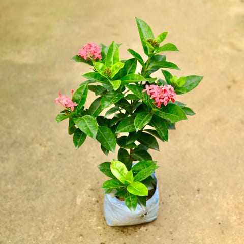 Ixora Pink in 7 Inch Nursery Bag