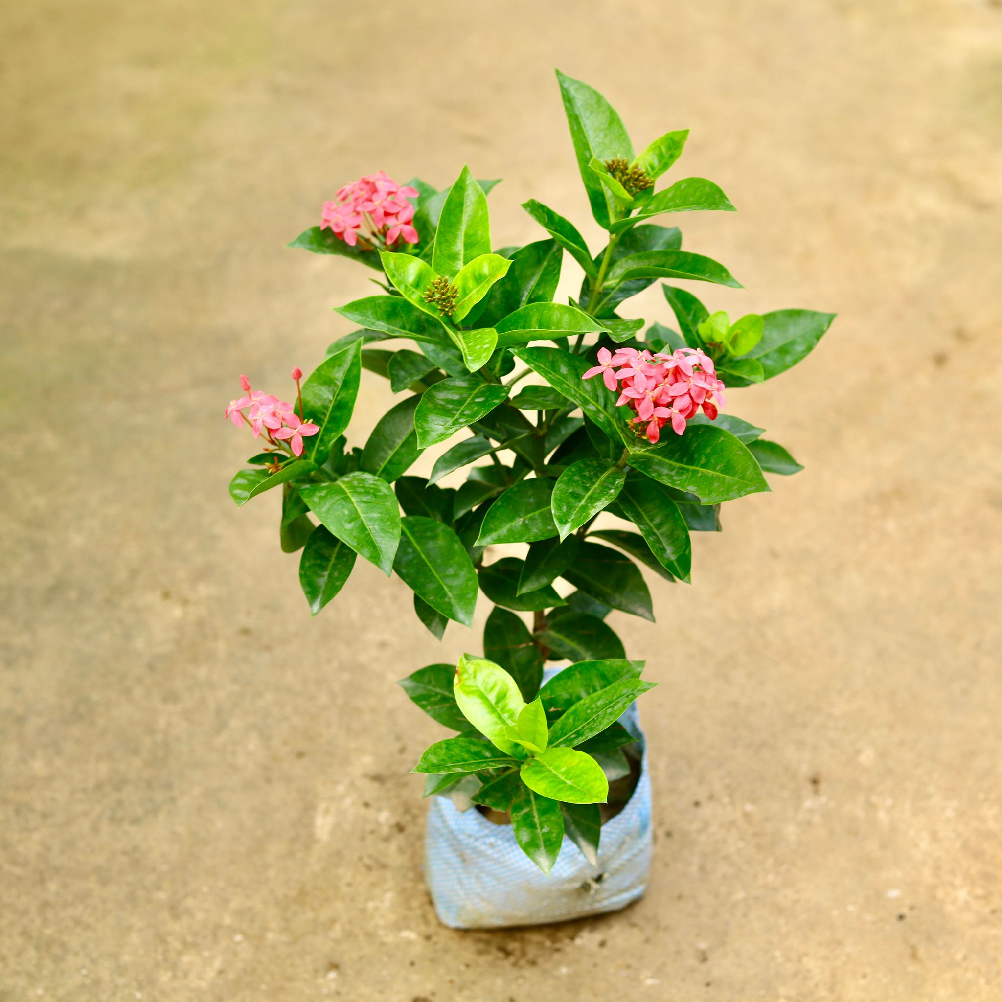 Ixora Pink in 7 Inch Nursery Bag