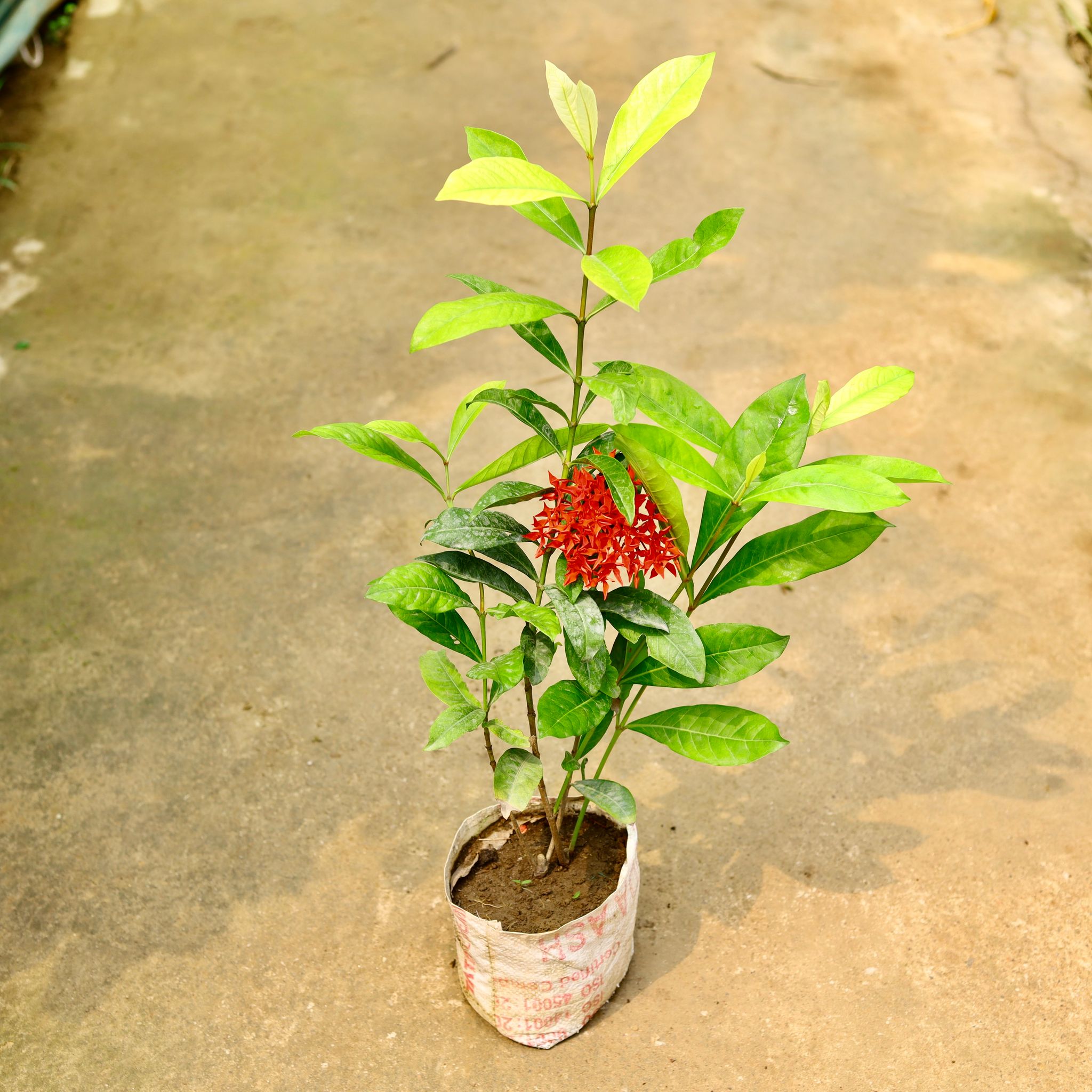 Ixora Red in 7 Inch Nursery Bag
