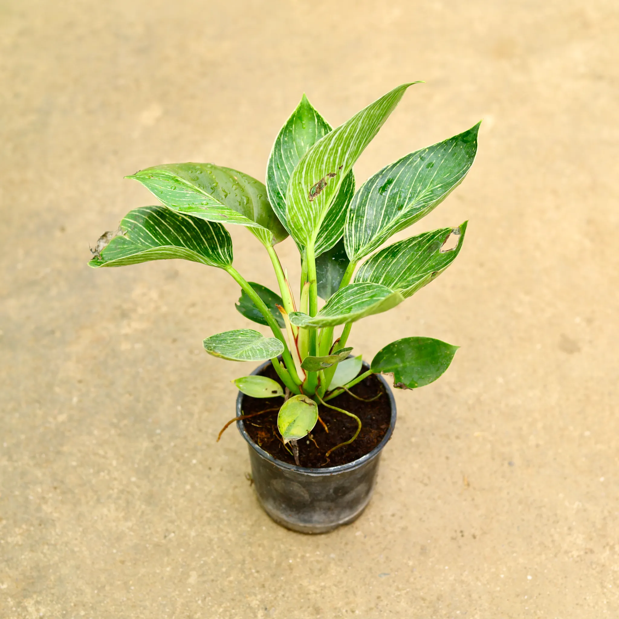 Philodendron Birkin in 5 Inch Nursery Pot