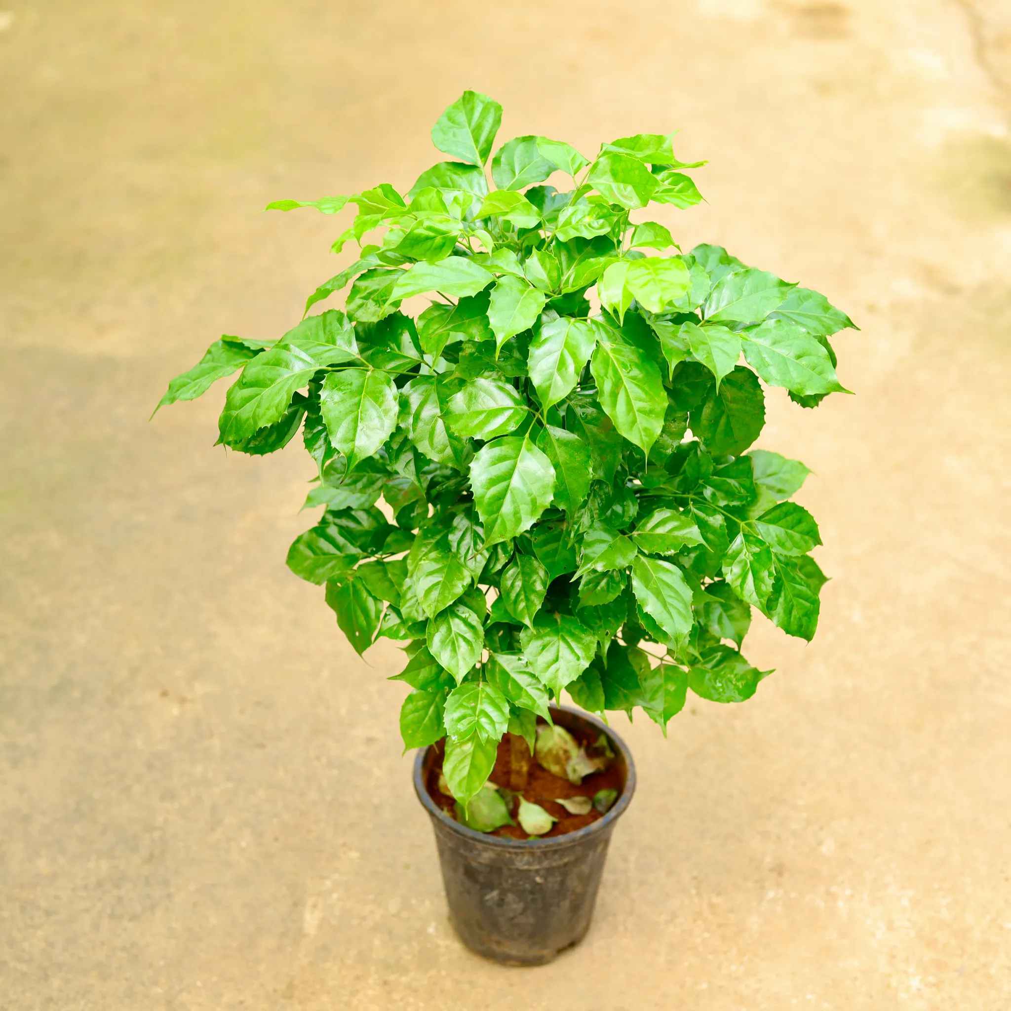 Radermachera / China Doll in 6 Inch Nursery Pot