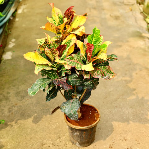 Croton Petra Yellow in 8 Inch Nursery Pot