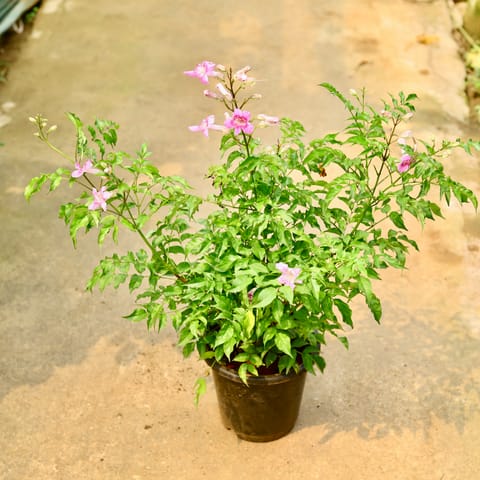Tecoma Pink in 8 Inch Nursery Pot
