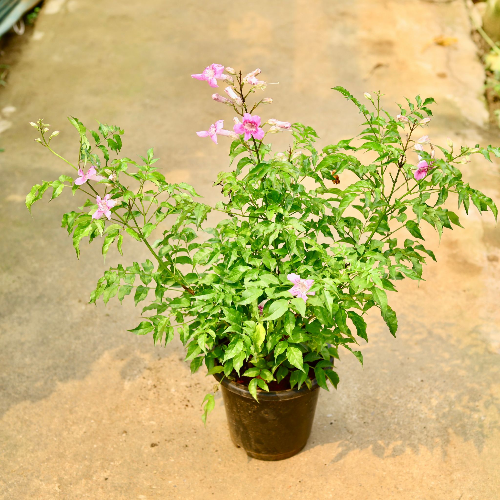 Tecoma Pink in 8 Inch Nursery Pot