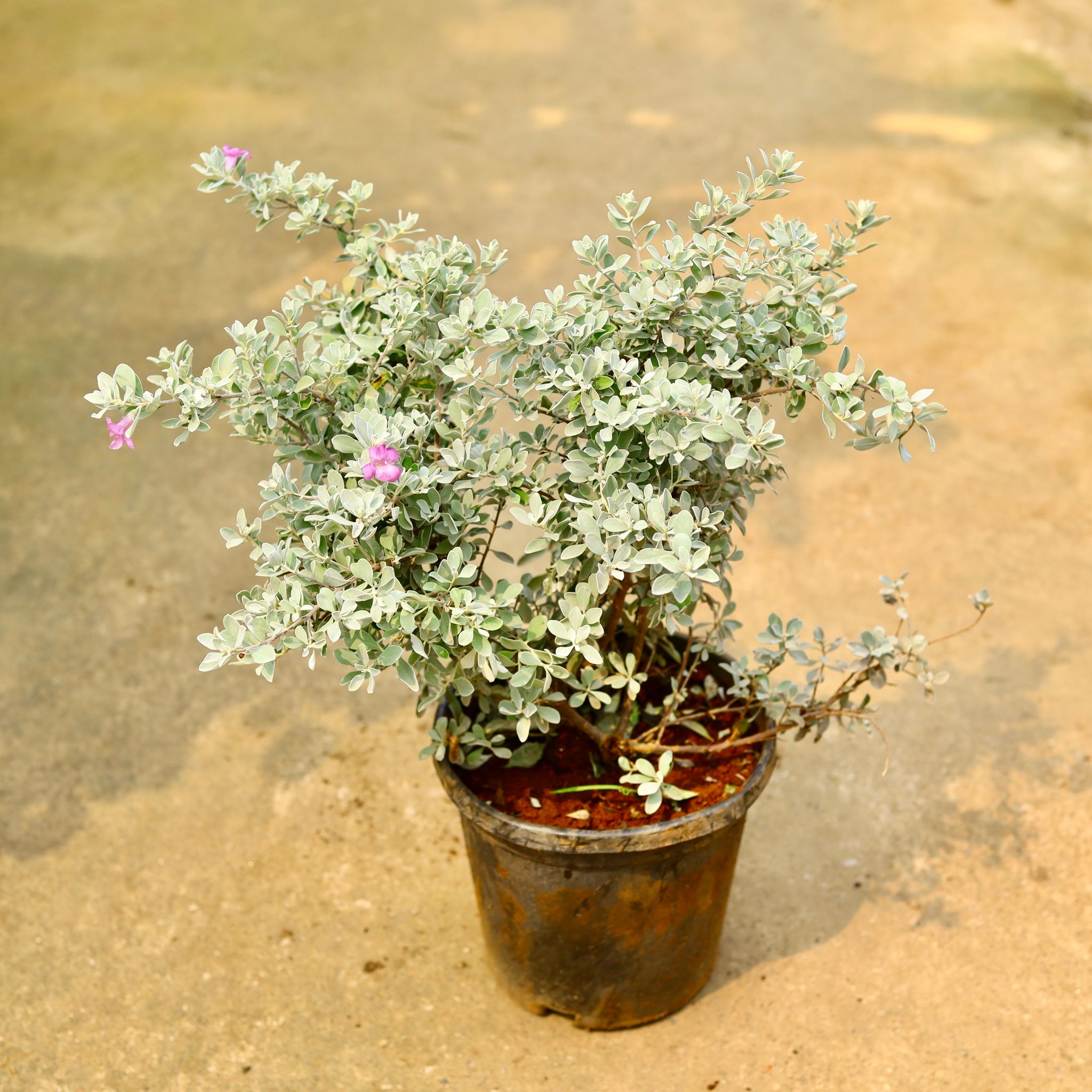 Leucophyllum/Texas sage/Nikotia/Nicosia Plant in 8 Inch Nursery Pot