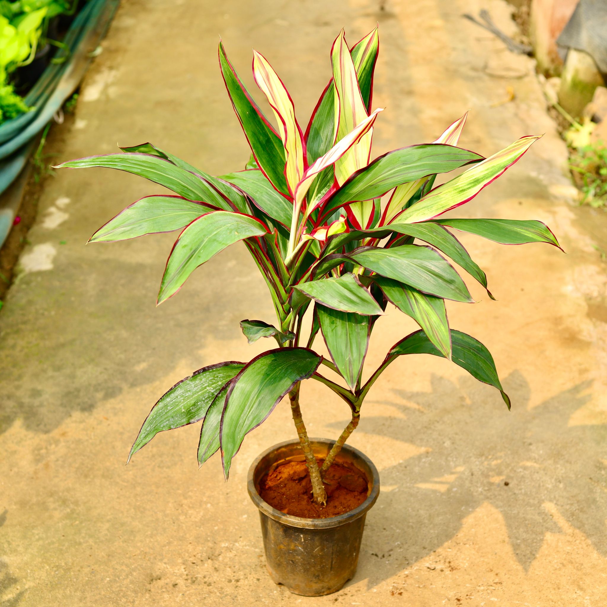 Dracaena Variegated in 8 Inch Nursery Pot