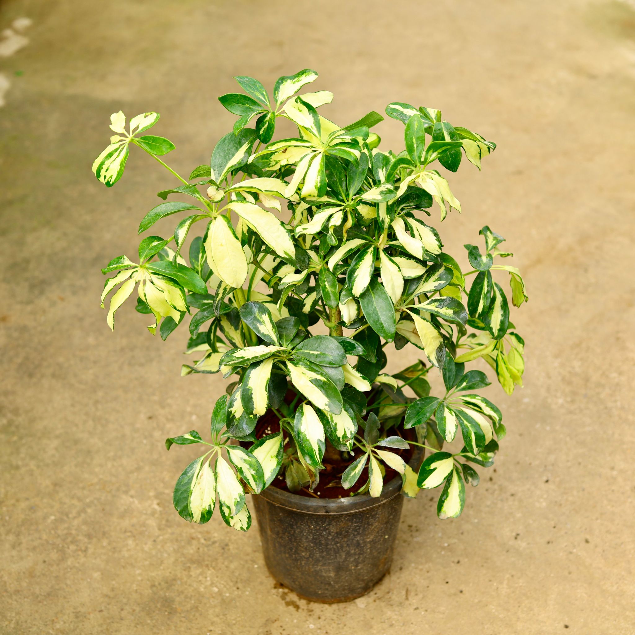 Schefflera Variegated in 8 Inch Nursery Pot