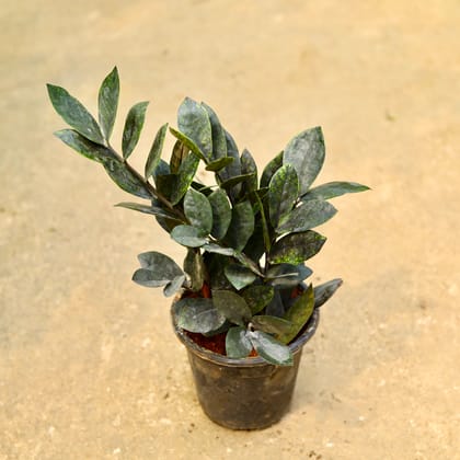 Buy Zz Black in 5 Inch Nursery Pot Online | Urvann.com