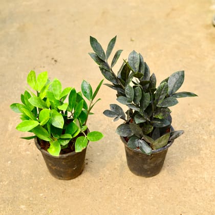 Buy Set of 2 - Zz (Black & Green) in 5 Inch Nursery Pot Online | Urvann.com