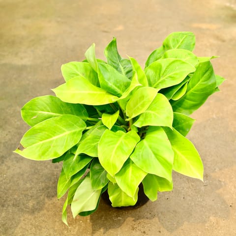 Philodendron Golden in 8 Inch Nursery Pot