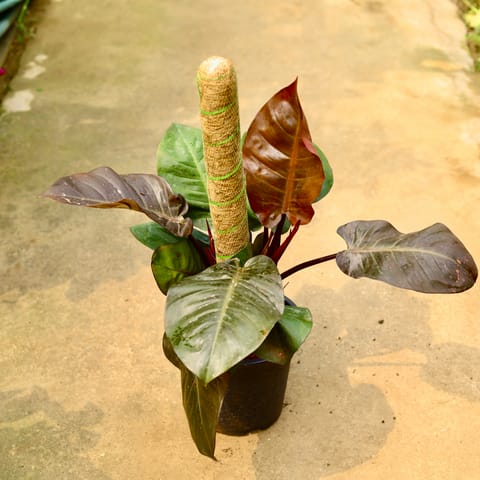 Philodendron Black with (~ 2 Ft) Moss Stick in 8 Inch Nursery Pot