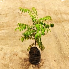 Curry Patta (~1- ft) in 4 inch Nursery Bag
