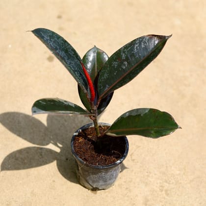 Rubber Plant Black in 4 Inch Nursery Pot