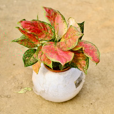 Aglaonema Red Ruby in 9 Inch White Premium llios Fiberglass Planter- Durable large size decorative fiber pot for indoor outdoor plants with 5 year warranty