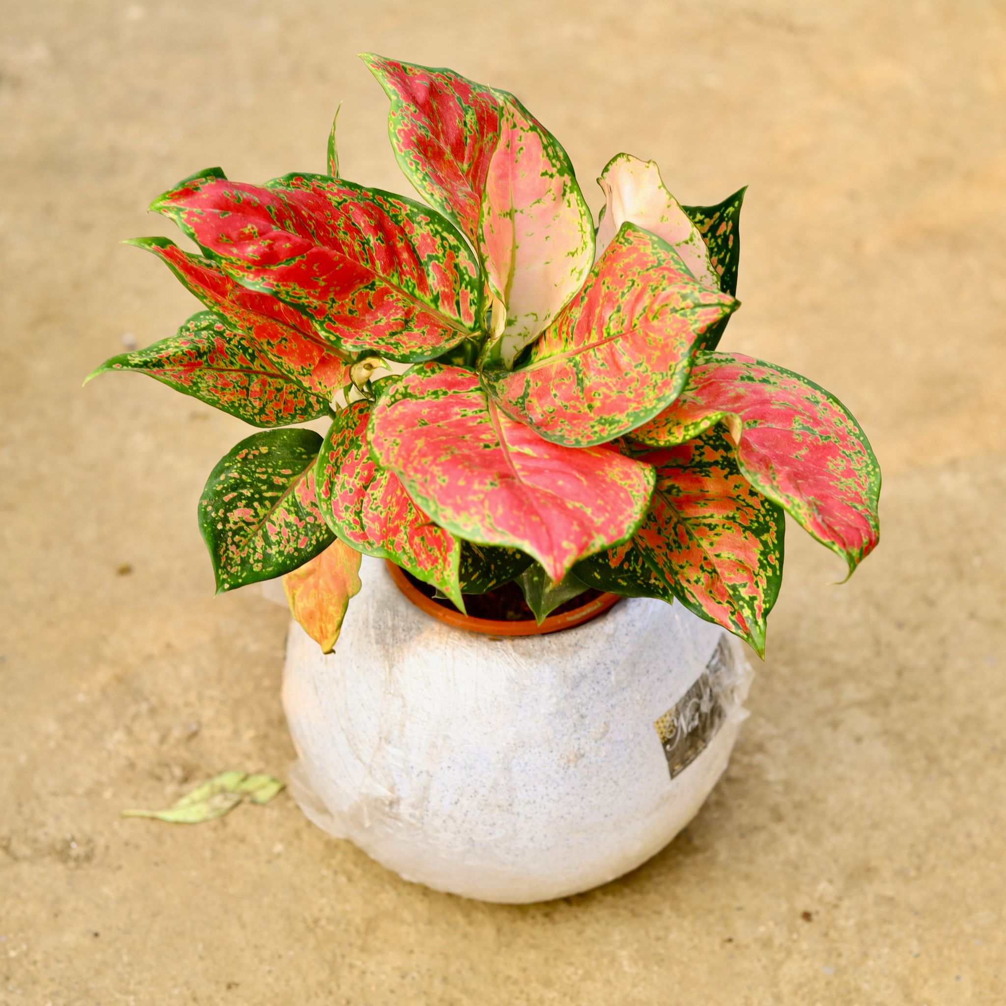 Aglaonema Red Ruby in 9 Inch White Premium llios Fiberglass Planter- Durable large size decorative fiber pot for indoor outdoor plants with 5 year warranty
