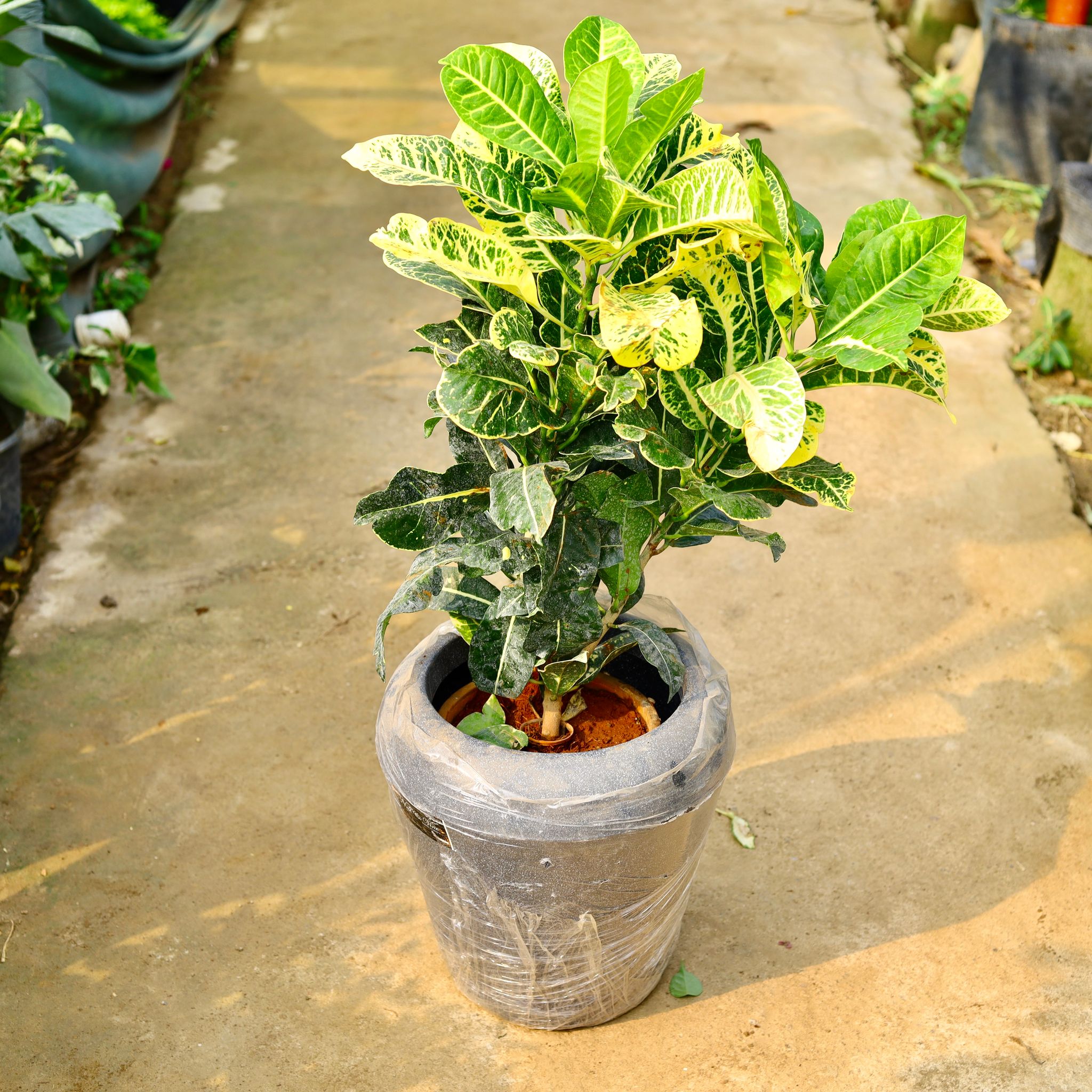 Croton Petra Green in 13 X 14 Inch Grey Premium Milo Fiberglass Planter- Durable large size decorative fiber pot for indoor outdoor plants with 5 year warranty