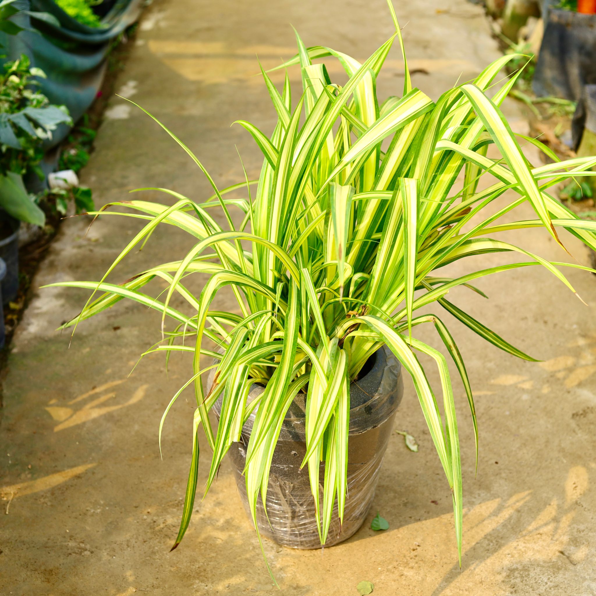 Pandanus / Screwpine in 13 X 14 Inch Grey Premium Milo Fiberglass Planter- Durable large size decorative fiber pot for indoor outdoor plants with 5 year warranty